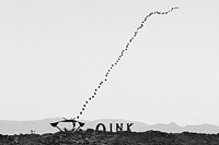 Burning Man black and white photo of helium balloon chain in the sky