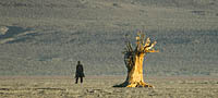Desert tree on playa near Gerlach Nevada