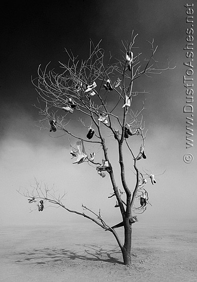 Cultivated Shoe Tree by Marrilee Proffitt Playa dust storm